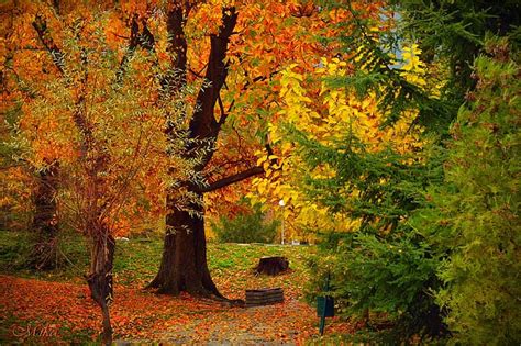 Online Crop Hd Wallpaper Autumn Trees Fall Foliage Colors