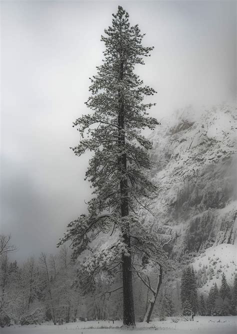 Hd Wallpaper Close Up Photography Of Pine Tree Covered With Snow Pine