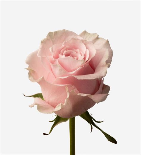 Pink Mondial Roserosesflowerbx