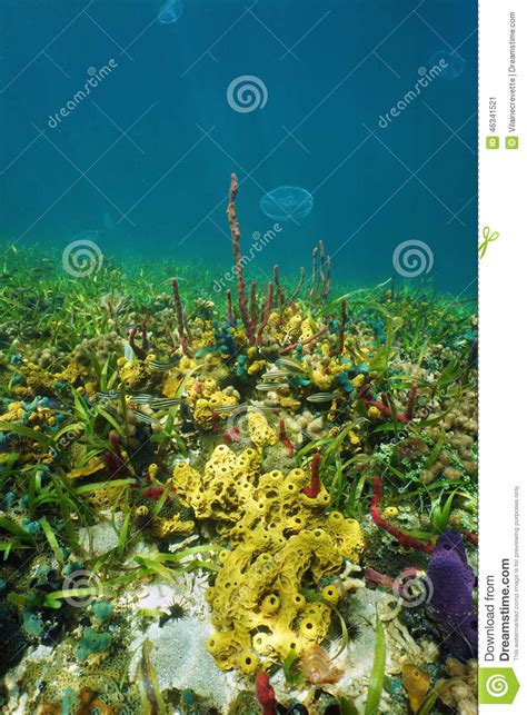Caribbean Seabed With Colorful Underwater Life Stock Image