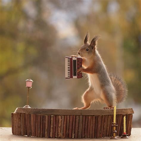 Red Squirrel Playing Accordion Photograph By Geert Weggen