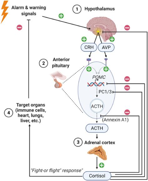 The Hypothalamus Pituitary Adrenal Axis In Sepsis And