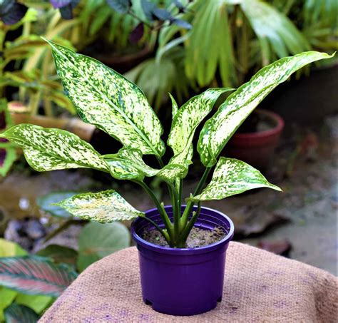 Plant database entry for purple waffle plant (hemigraphis snow white) with 7 images and 22 data details. Aglaonema Snow White Plants - Nestreeo.com