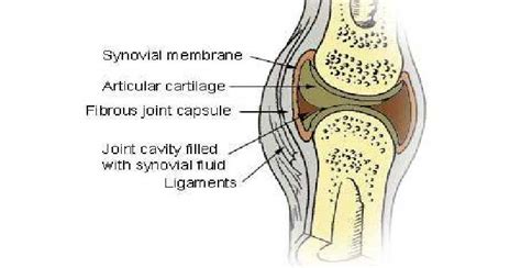 Knee Synovitis Treatment In Jaipur At Affordable Cost By Drlalit Modi