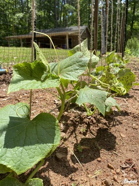 5 Benefits Of Trellising Cucumbers 7 Easy Steps Daybook Blog