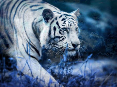 Tiger wallpapers for 4k, 1080p hd and 720p hd resolutions and are best suited for desktops, android phones, tablets, ps4 wallpapers. White Tiger Blue Clouds Full HD Wallpaper and Background ...