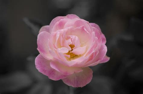 Beautiful Single Of A Pink Rose Flowers On A Dark Background Soft And
