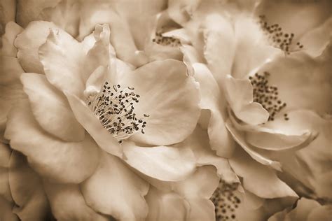 Vintage Sepia Roses Photograph By Jennie Marie Schell Pixels