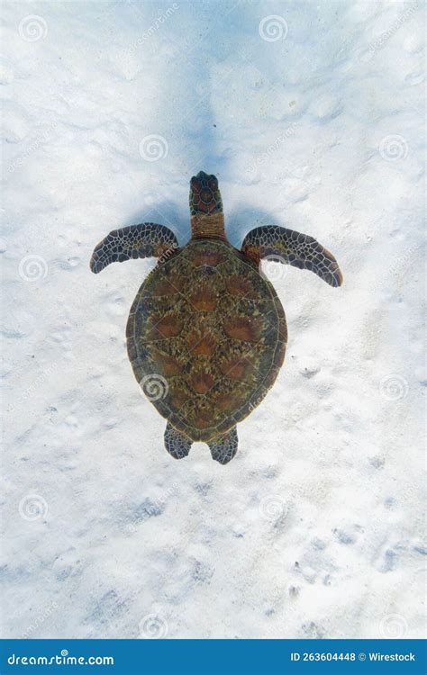 Green Sea Turtle Chelonia Mydas Under The Ocean Stock Photo Image