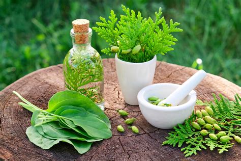 Western Herbal Medicine The Essential Guide Treatwiser