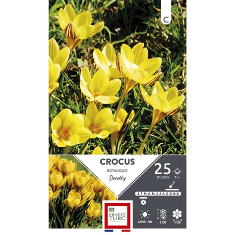 Bulbes crocus chrysanthus dorothy jaune vif strié bronze 5 x25