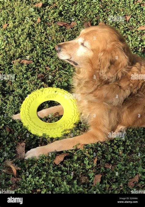 Golden Retriever Dog With Frisbee In Fall Stock Photo Alamy