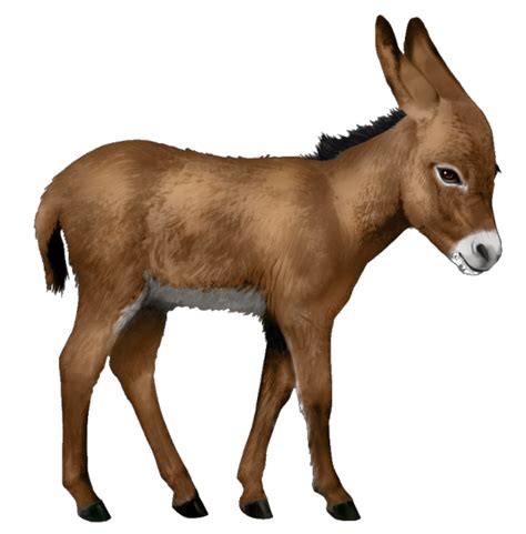 Donkey Png Transparent Image Download Size 599x608px