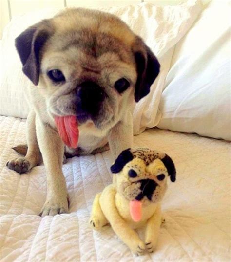 18 Dogs And Their Stuffed Animal Doppelgangers Life With Dogs
