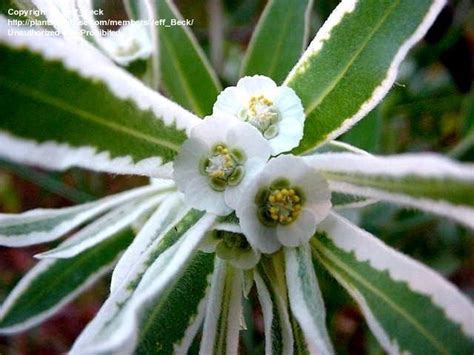 Plantfiles Pictures Euphorbia Species Snow On The Prairie Goatweed