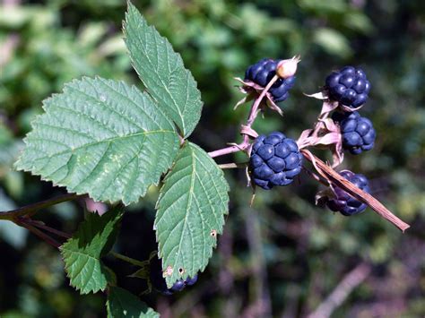Dewberry Facts And Health Benefits