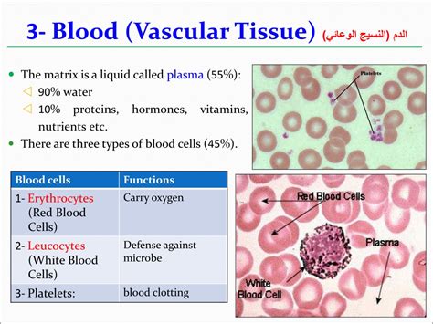 Ppt Lecture 12 Other Animal Tissues Powerpoint