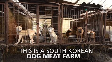 Watch As 170 Dogs Were Rescued In A Dog Meat Farm In South Korea Dog