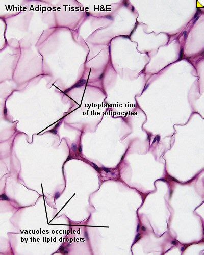 Adipose Connective Tissue Basic Anatomy And Physiology Adipose