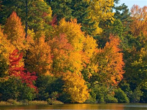 Fall Foliage: Why do leaves change color in the fall? - Vermont 