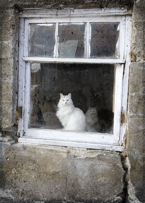 Barn Cats In Window Cats White Cats Cat Window