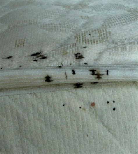 Bed Bugs Taking Over Orange County Pest Control Blog Orange County