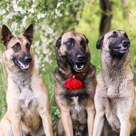 🐺official Malinois Lovers🐺 On Instagram By Malinoisclubpower 😀