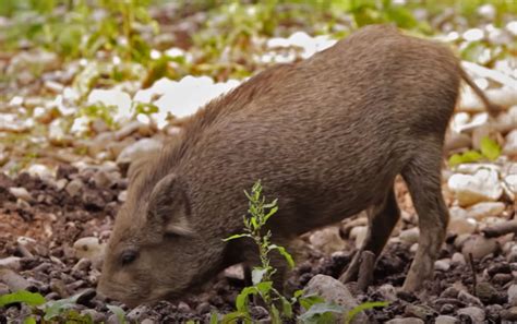 What Do Wild Hogs Eat? – Bowhunting.Net