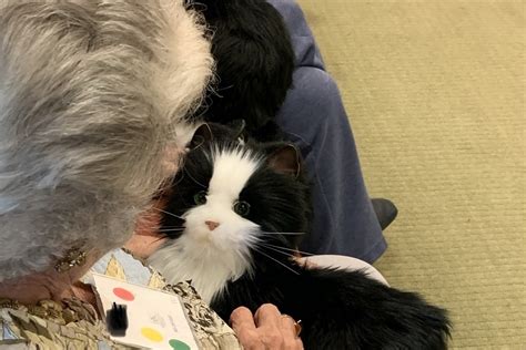Fau Robotic Cats Are ‘purr Fect Companions For Isolated Seniors