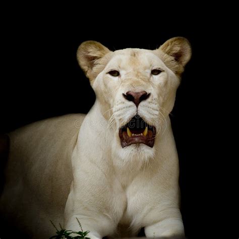 Closeup Of White Lion Stock Image Image Of Color King 49855083