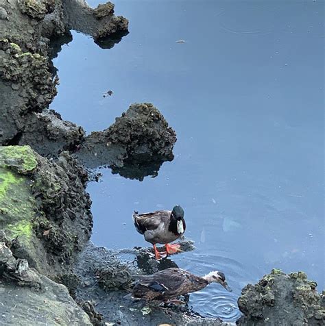 The Cute Ugly Duckling Photograph By Ray Miller Fine Art America