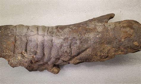 Mummified Dinosaur With Skin Still Intact After 67 Million Years