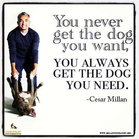 Cesar Millan Quotes Quotesgram