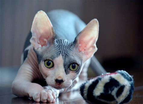 What You Need To Know Before Bringing Home A Sphynx Cat