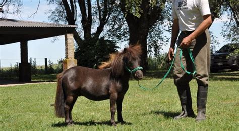 Caballo Miniatura Falabella ヽo丿características Precio Origen 2020