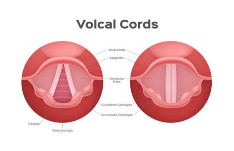 26 Vocal Folds Diagram Wiring Diagram Info