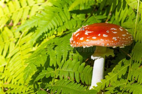 Autumn Photography Mushrooms Latin Fungi Or Mycota Is A Realm Of