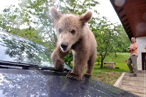 Bear Cub Adopted By People 4 Pics