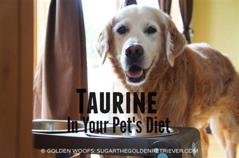 Cats cannot, which is why cat food is dogs usually make their own taurine so it is rarely added to most dog foods. Taurine For Pet's Healthy Heart and Eyes #WholeBodyHealth