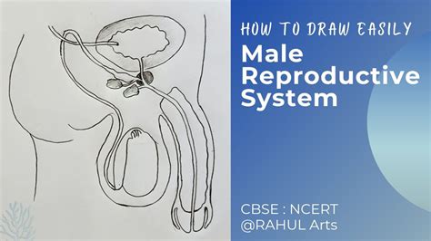 How To Draw Male Reproductive System In Easy Steps 10th Biology