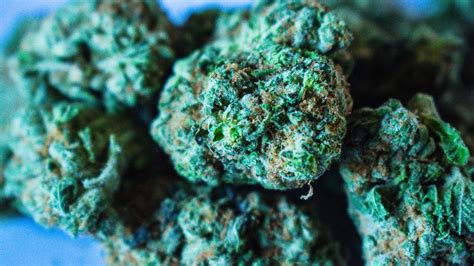 What Is The Blue Cheese Cannabis Strain