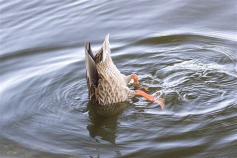 Duck Ass Nad Wodą Zdjęcie Stock Obraz Złożonej Z Nury 159112416