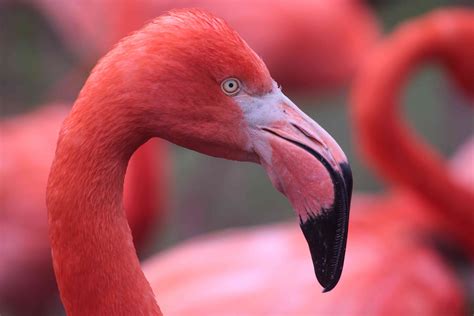 Fapte Fascinante Despre Flamingo