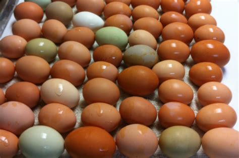 Hens naturally start laying extra eggs in the spring so they can raise a clutch of chicks. Lots of Eggs | Haderlie Farms