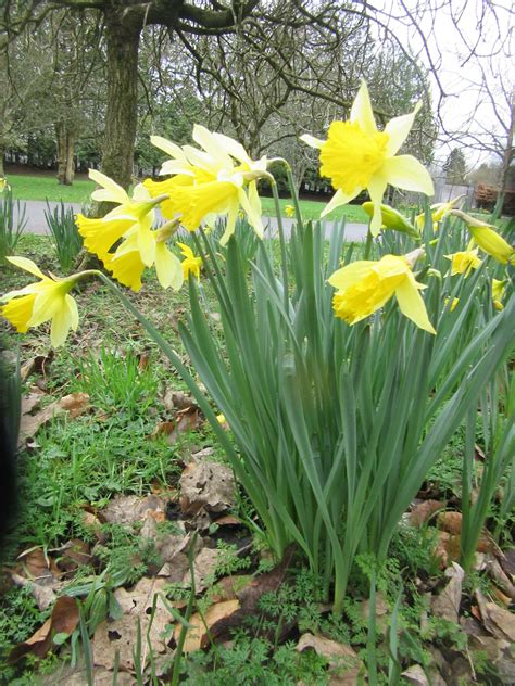 Daffodil Plant Lore