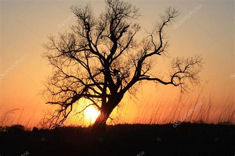 Tree Sunset Silhouette Tree Sunset Silhouette — Stock