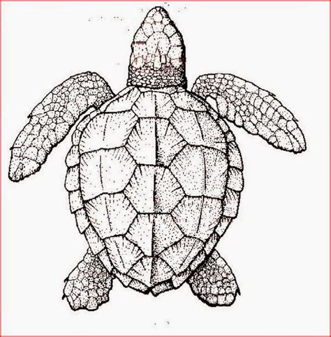 Coloring these sea turtles coloring sheets is the perfect activity for kids of all ages who love sea turtles or sea animals in general. Coloring Pages: Turtles Free Printable Coloring Pages