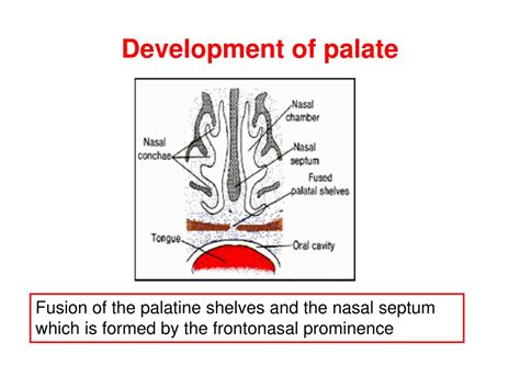 Ppt Development Of Palate Powerpoint Presentation Free Download Id