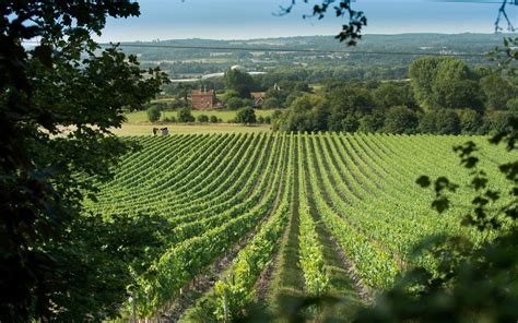 The Best Uk Vineyards And Wine Tours For Channelling Your Inner