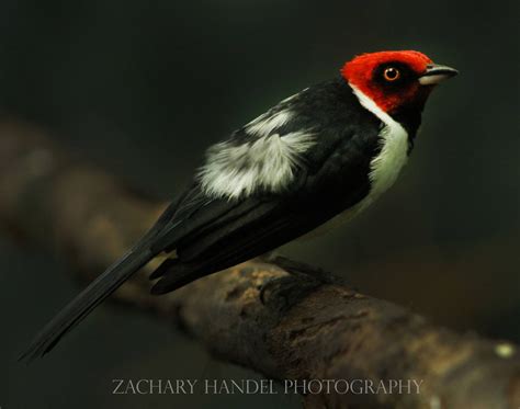 Oct 2016 Wings Of The World Red Capped Cardinal Zoochat